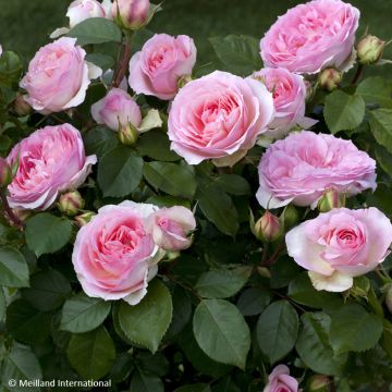 Rosa Kurfürstin Sophie - Trosroos