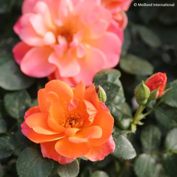 Rosa Sugar Candy Rose - Trosroos