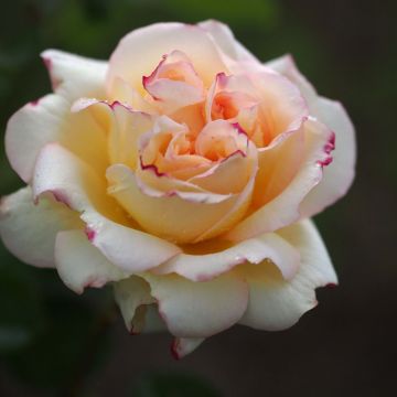 Rosa Alphonse Daudet - Grootbloemige roos