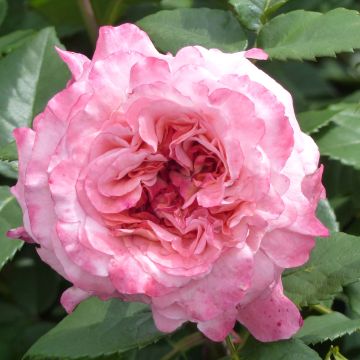 Rosa Augusta Luise - Grootbloemige roos