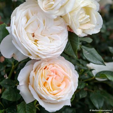 Rosa Top Cream - Grootbloemige roos