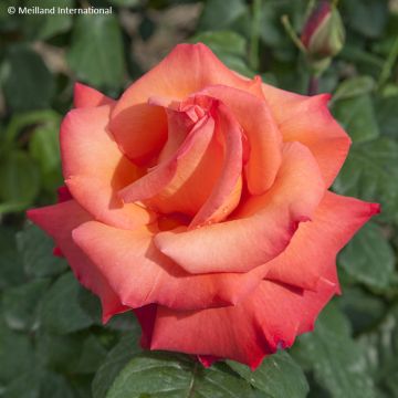 Rosa Christophe Colomb - Grootbloemige roos