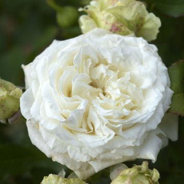 Rosa Crémet d'Anjou - Trosroos