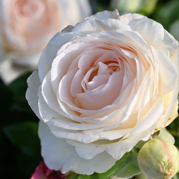 Rosa Holiday Island Key Largo - Grootbloemige roos