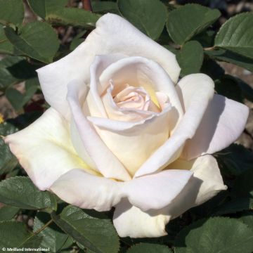 Rosa Jardins de Bagatelle - Grootbloemige roos