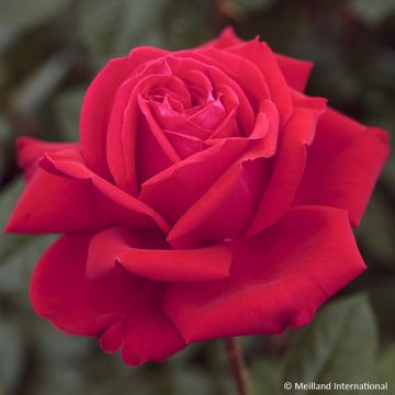 Rosa MARYLOU - Grootbloemige roos