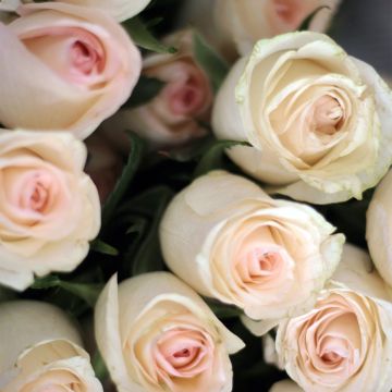 Rosa Niharika - Grootbloemige roos