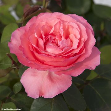 Rosa Pink Panther - Grootbloemige roos