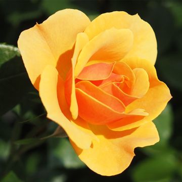 Rosa Rose Alleyson - Grootbloemige roos