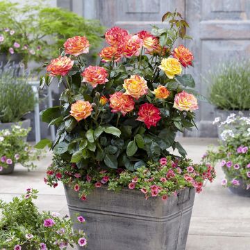 Rosa Twister Select - Grootbloemige roos