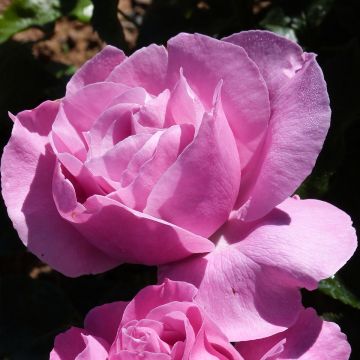 Rosa Womanity - Grootbloemige roos