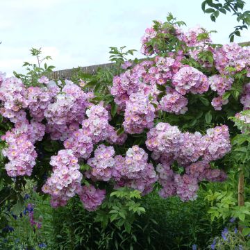 Rosa Blush Rambler - Historische klimroos