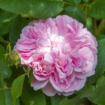 Rosa Jacques Cartier - Historische roos