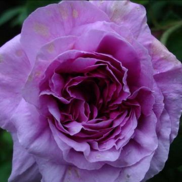 Rosa Jenny Duval - Historische roos