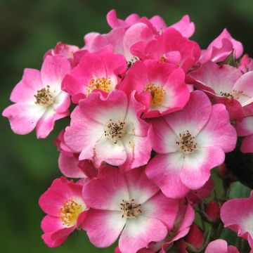 Rosa Mozart - Muskusroos