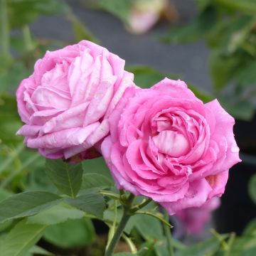 Rosa Mrs John Laing - Historische roos