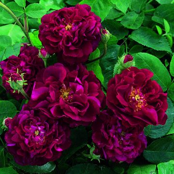 Rosa Tuscany Superb - Historische roos