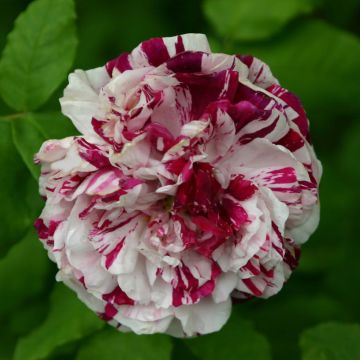 Rosa Variegata di Bologna - Historische roos