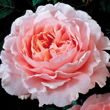 Rosa Oxford - Engelse roos