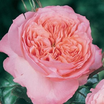 Rosa Rose de Cornouaille - Engelse roos