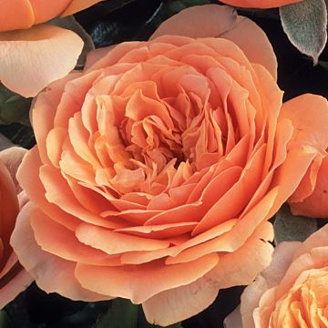 Rosa St Richard of Chichester - Engelse roos