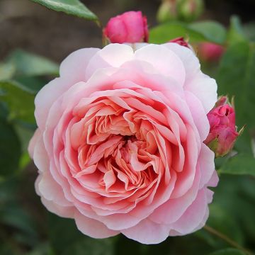Rosa Eustacia Vye - Engelse roos