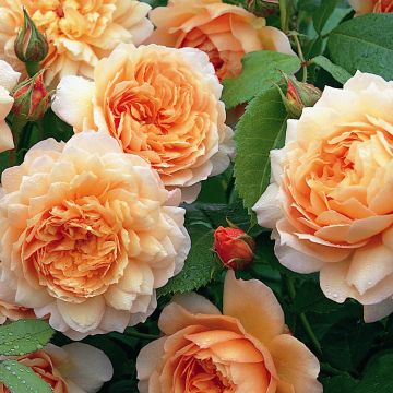 Rosa Grace - David Austinroos