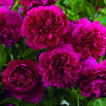 Rosa Thomas à Becket - David Austinroos