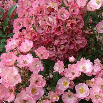 Rosa moschata Alden Biesen - Muskusroos