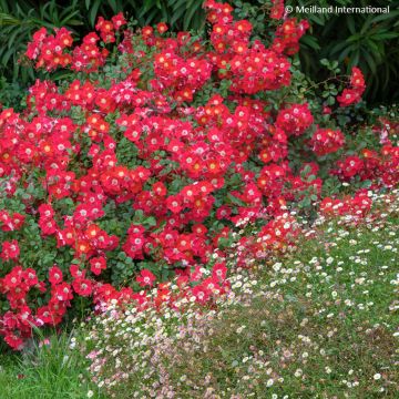 Rosa Candia Meidiland - Polyantharoos
