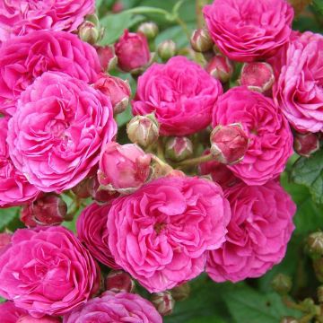 Rosa Dinky - Muskusroos