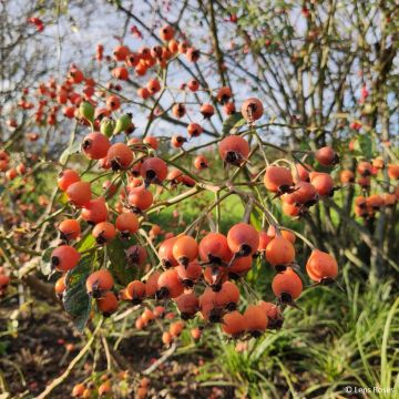 Rosa Kathleen - Muskusroos