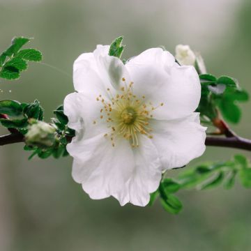 Rosa Nevada - Polyantharoos