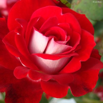 Rosa Pirouette - Trosroos