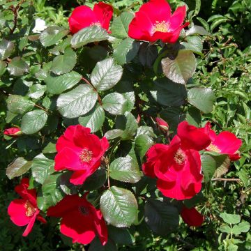 Rosa Robusta - Hondsroos