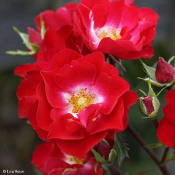 Rosa Rosy Boom Red - Polyantharoos