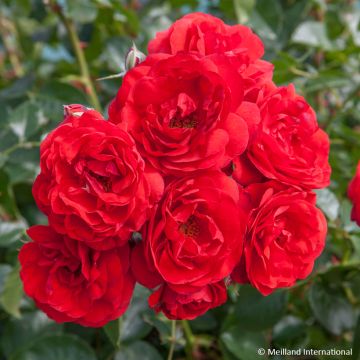 Rosa Scarlet Bonica - Polyantharoos
