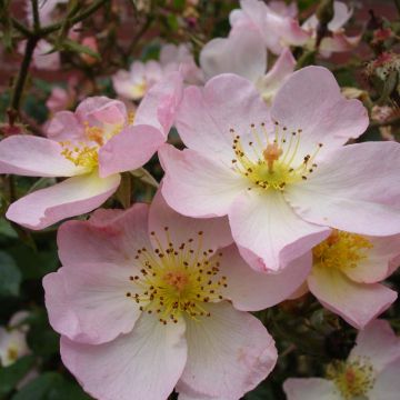 Rosa Smarty - Polyantharoos