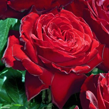 Rosa Noémie de Rothschild - Grootbloemige roos