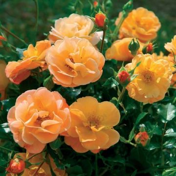 Rosa Flower Carpet Amber - Polyantharoos