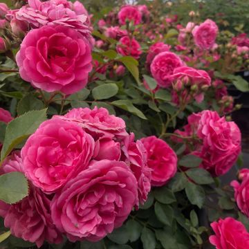 Rosa Amica - Bodembedekkende roos