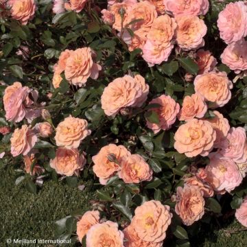 Rosa Apricot Drift - Bodembedekkende roos
