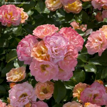 Rosa Peach Drift - Bodembedekkende roos