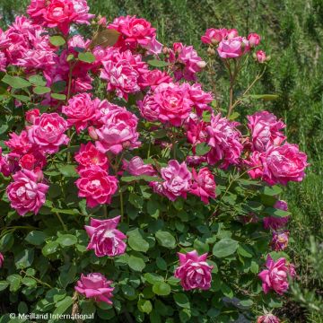 Rosa Pink Double Knock Out - Bodembedekkende roos