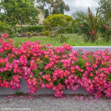 Rosa Pink Drift - Bodembedekkende roos