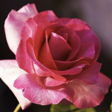 Rosa Guignol - Grootbloemige roos