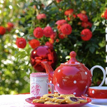 Rosa Starlet Rose Carmen - Klimroos