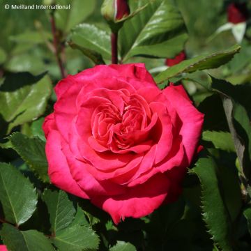 Rosa Cherry Explosion - Klimroos