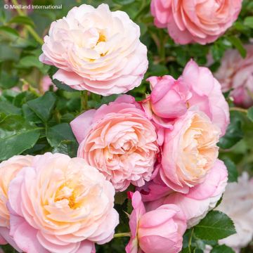 Rosa David Hockney - Klimroos