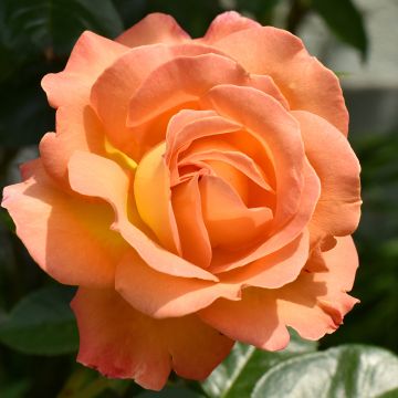 Rosa Disting'O Orange - Klimroos